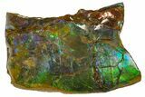 Iridescent Ammolite (Fossil Ammonite Shell) - Alberta, Canada #162382-1